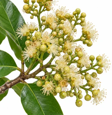 Syzygium nervosum flower