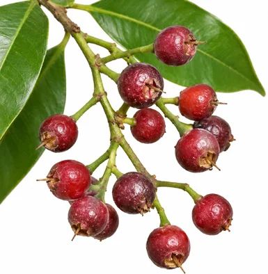 Syzygium nervosum fruit / seeds