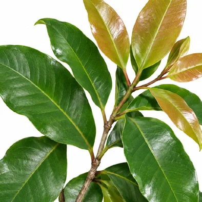 Syzygium nervosum leaves