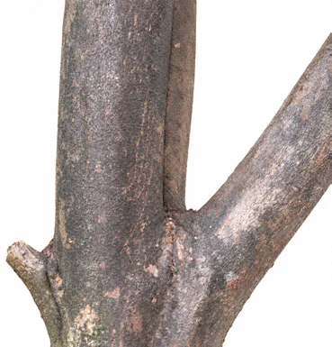 Syzygium samarangense bark