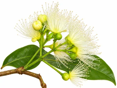 Syzygium samarangense flower
