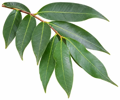 Syzygium samarangense leaves