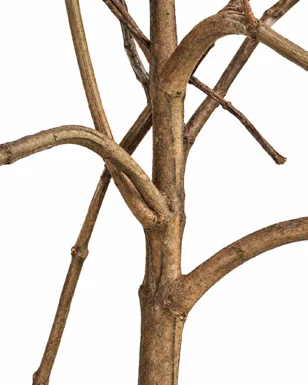 Syzygium stocksii bark