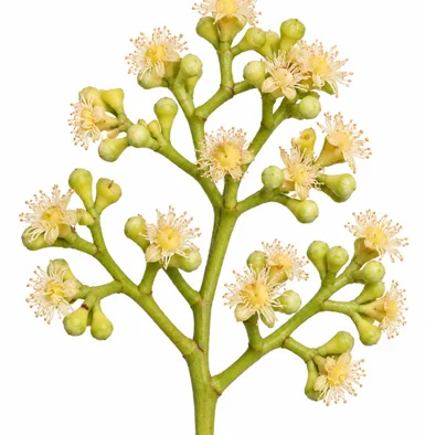 Syzygium stocksii flower
