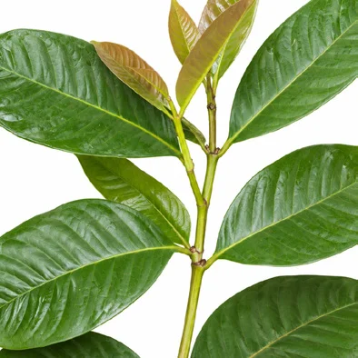 Syzygium stocksii leaves