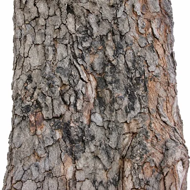 Tamarindus indica bark