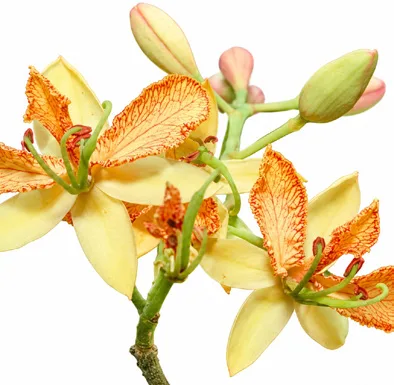 Tamarindus indica flower