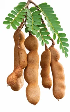 Tamarindus indica fruit / seeds