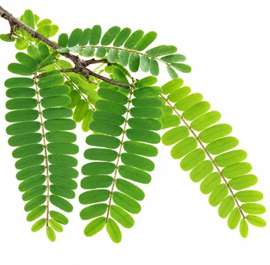 Tamarindus indica leaves