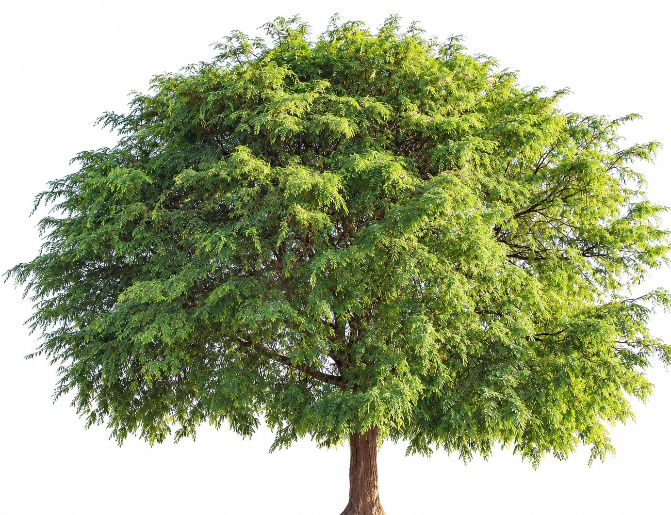 Tamarind