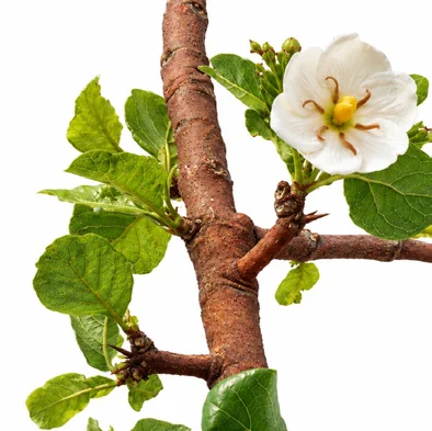 Tamilnadia uliginosa bark