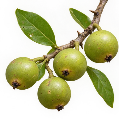 Tamilnadia uliginosa fruit / seeds