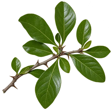 Tamilnadia uliginosa leaves