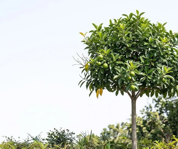 Divine Jasmine