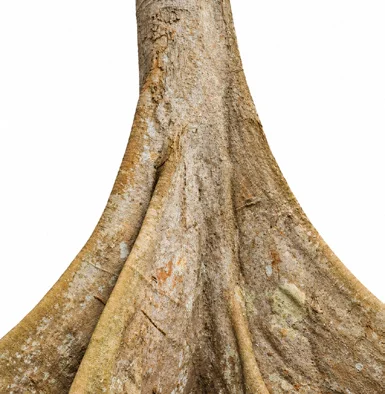 Tetrameles nudiflora bark