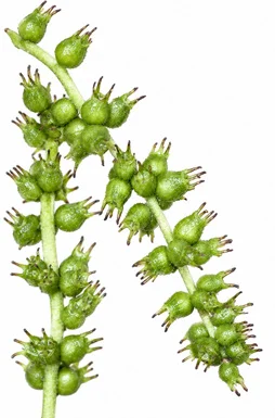 Tetrameles nudiflora fruit / seeds