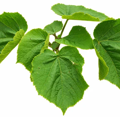 Tetrameles nudiflora leaves