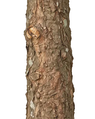Tetrapilus dioicus bark