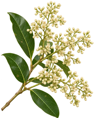 Tetrapilus dioicus flower