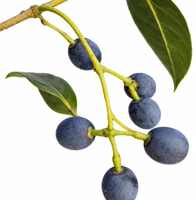 Tetrapilus dioicus fruit / seeds