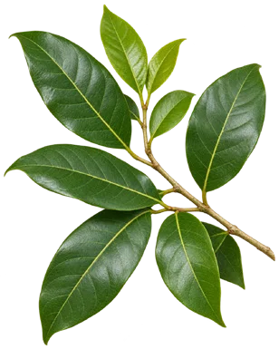 Tetrapilus dioicus leaves