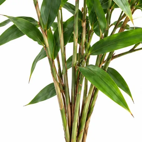 Thysanolaena latifolia bark