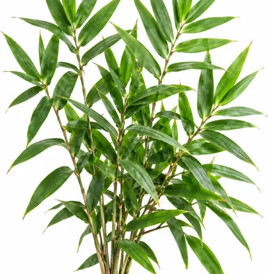 Thysanolaena latifolia leaves