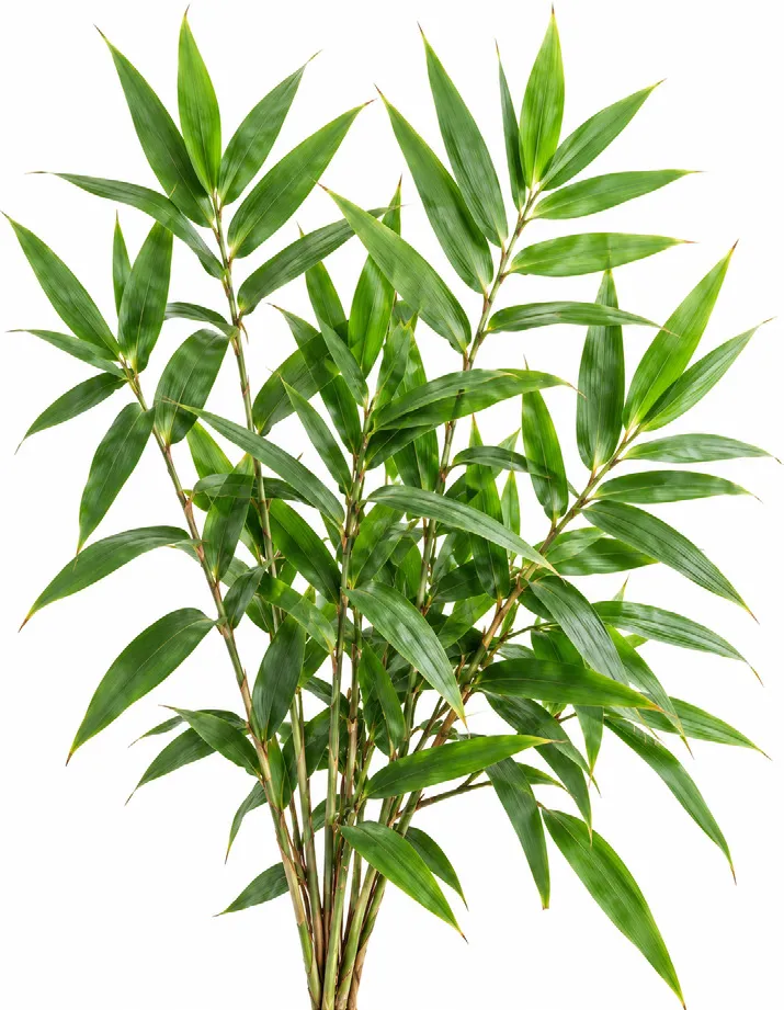 Tiger Grass