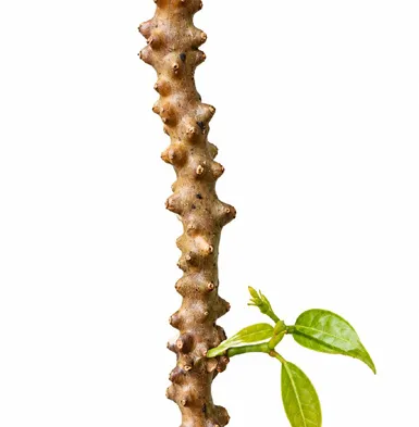 Tinospora crispa bark