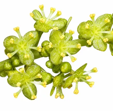 Tinospora crispa flower