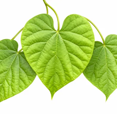 Tinospora crispa leaves