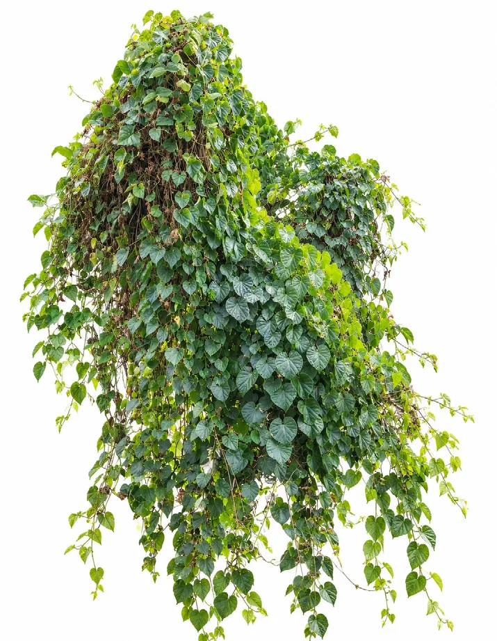 Bitter vine