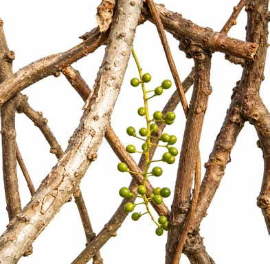 Tinospora sinensis bark