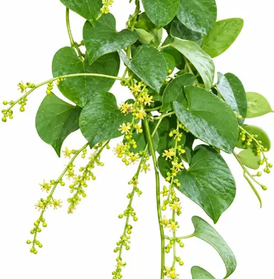Tinospora sinensis flower
