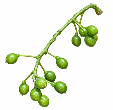 Tinospora sinensis fruit / seeds