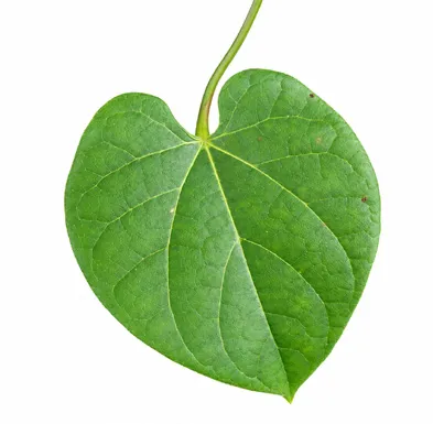 Tinospora sinensis leaves