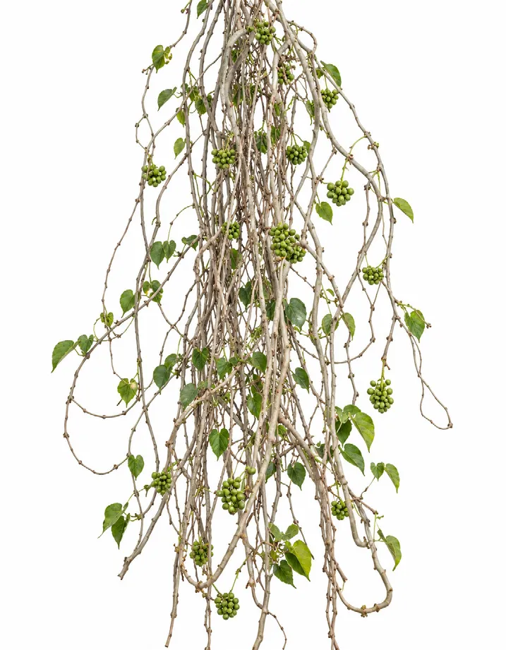 Heart-leaved moonseed