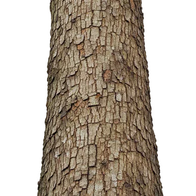 Toona ciliata bark