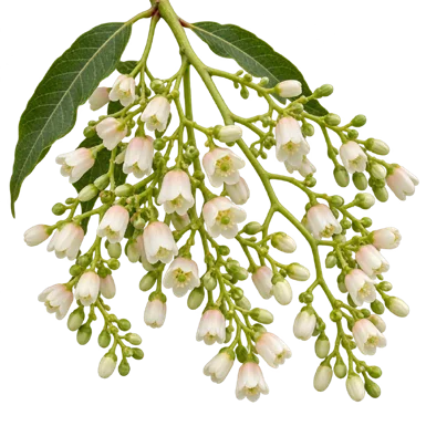 Toona ciliata flower