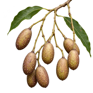 Toona ciliata fruit / seeds