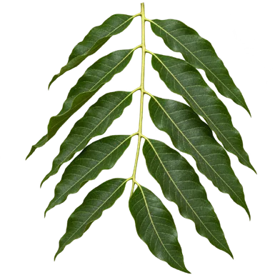 Toona ciliata leaves