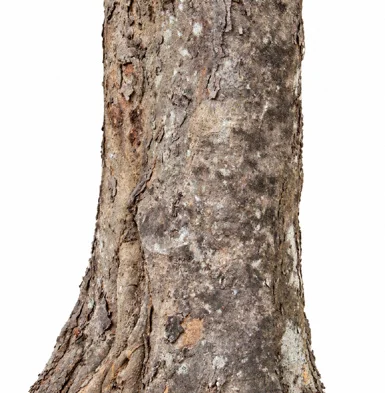 Vateria indica bark