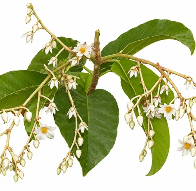 Vateria indica flower