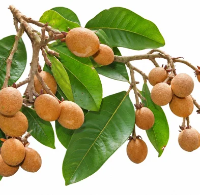 Vateria indica fruit / seeds