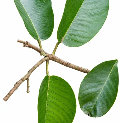 Vateria indica leaves