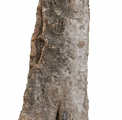 Vatica chinensis bark