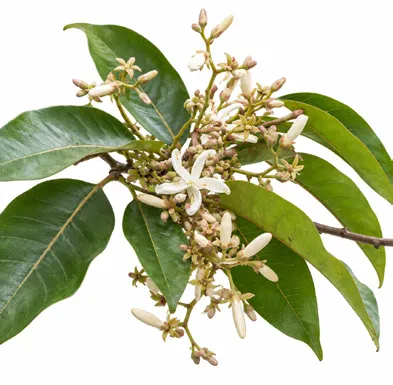 Vatica chinensis flower