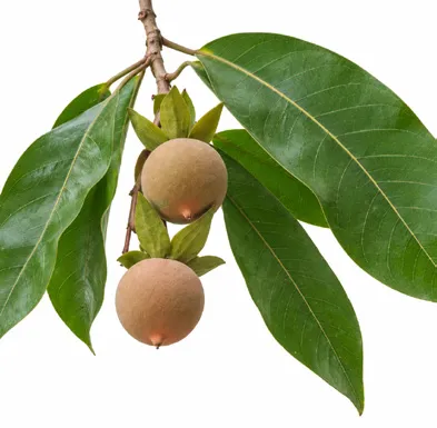 Vatica chinensis fruit / seeds