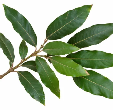 Vatica chinensis leaves