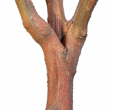 Ventilago madraspatana bark